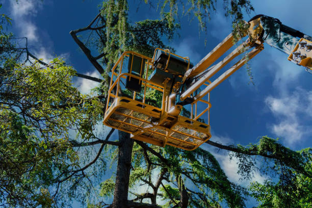 Dead Tree Removal in Heflin, AL